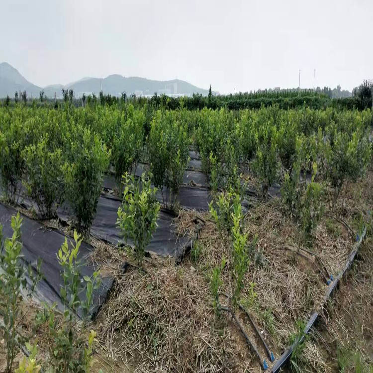 新奥门49码
